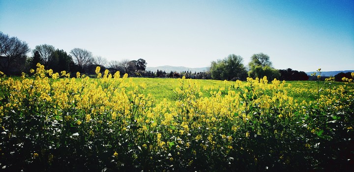 spring