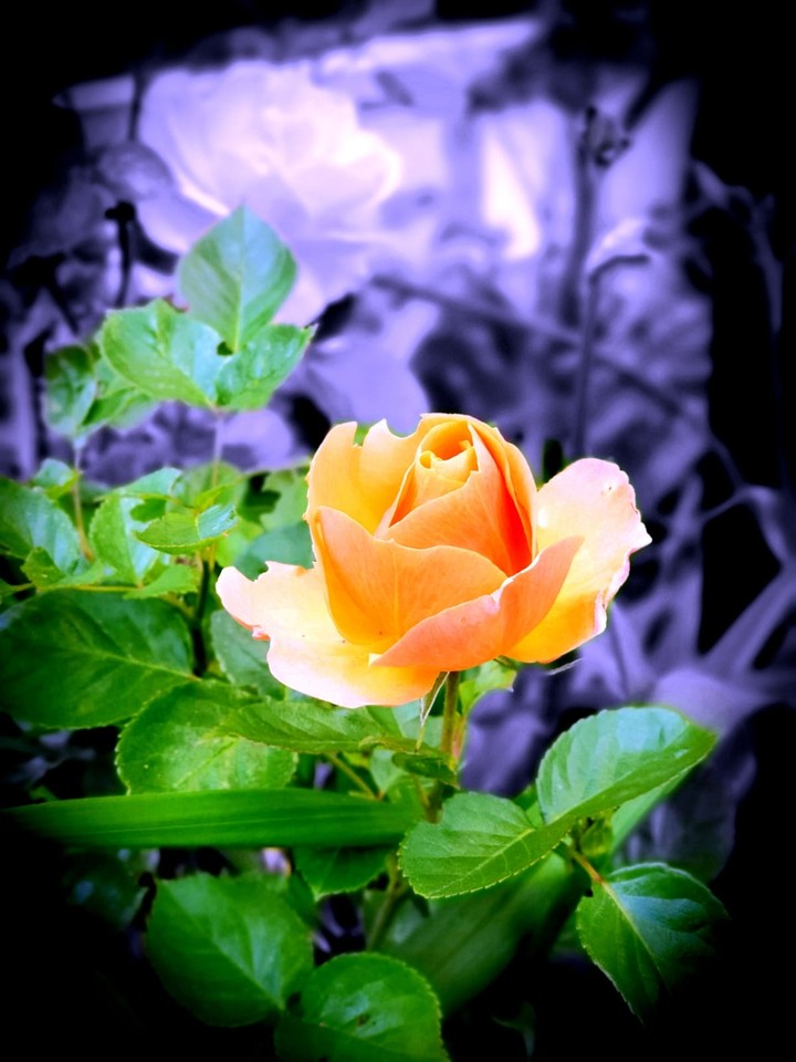 rose