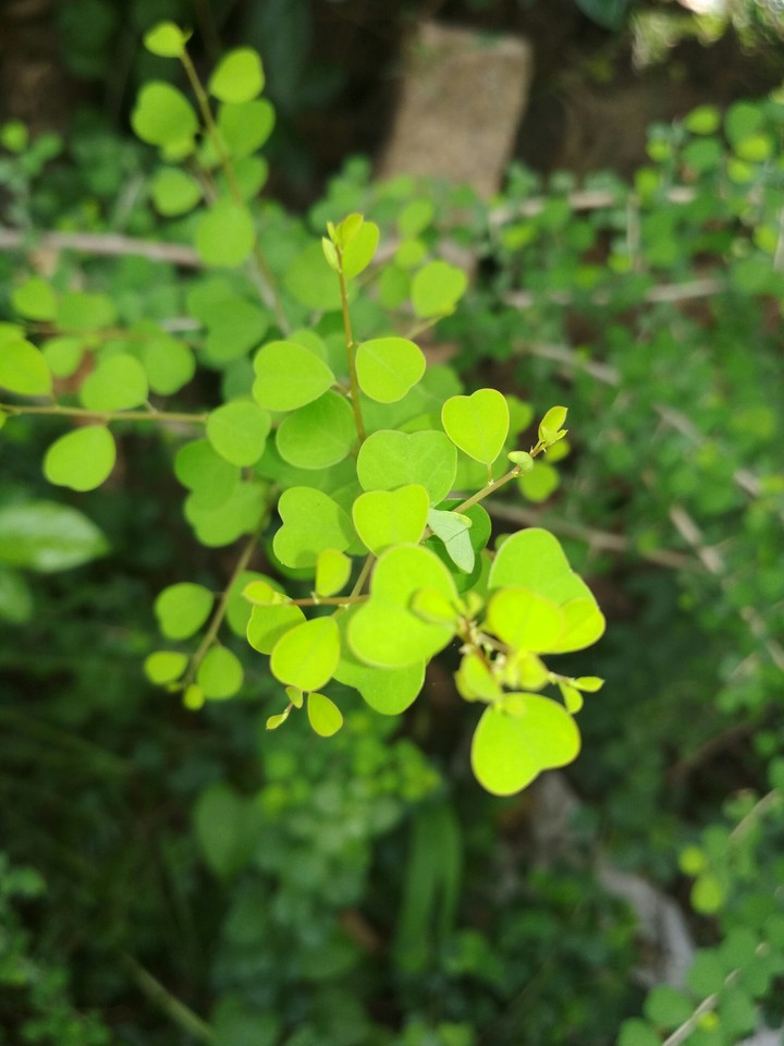 leaves