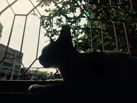 #black #cat #shadow