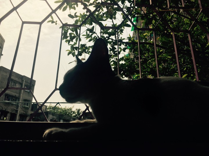 #black #cat #shadow