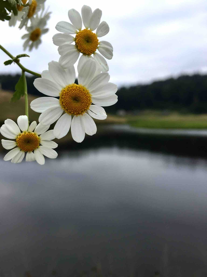 daisy