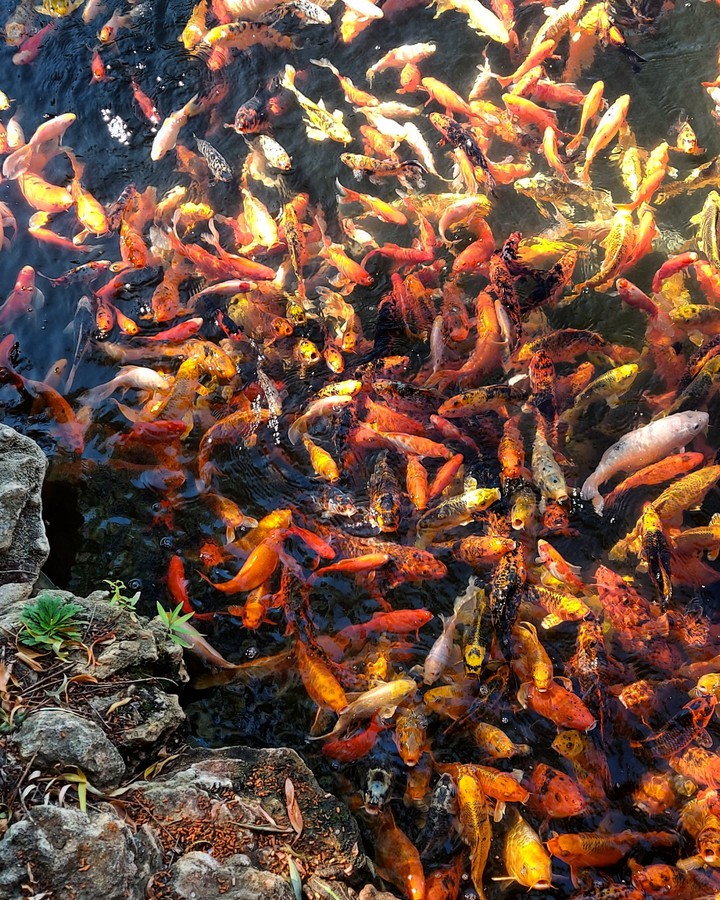 gold fish