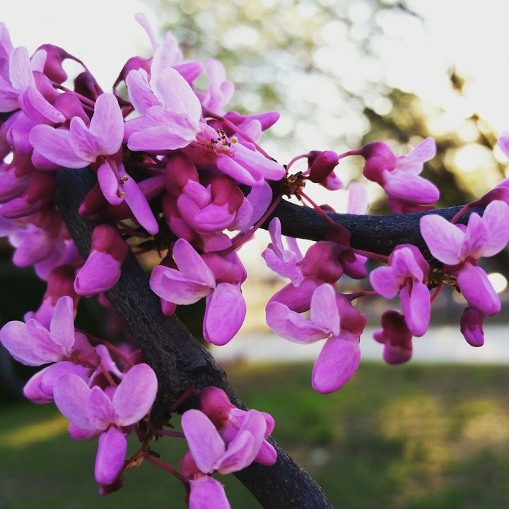 Spring flowers