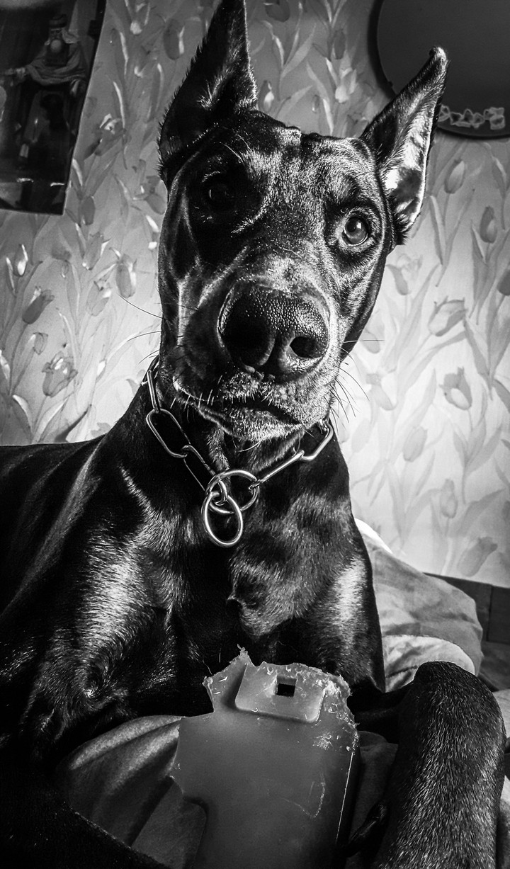 Doberman Thor