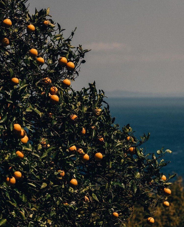 oranges