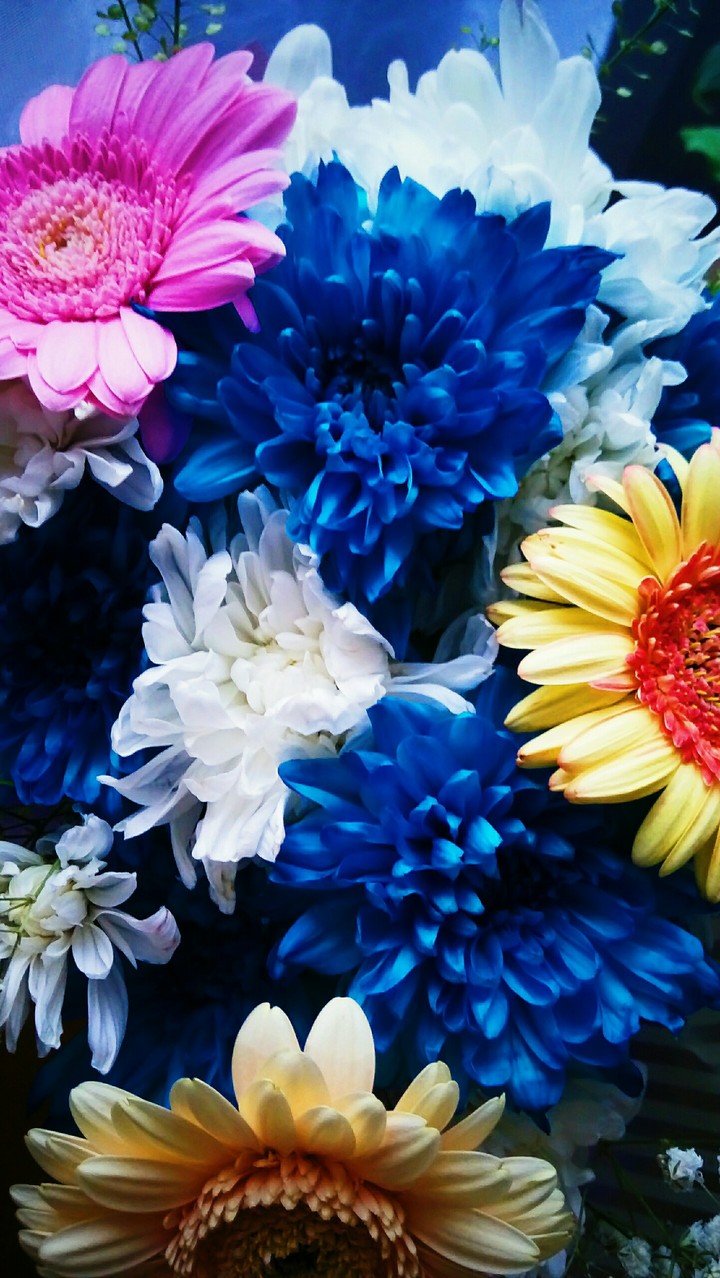 gerbera and chrysanthemum