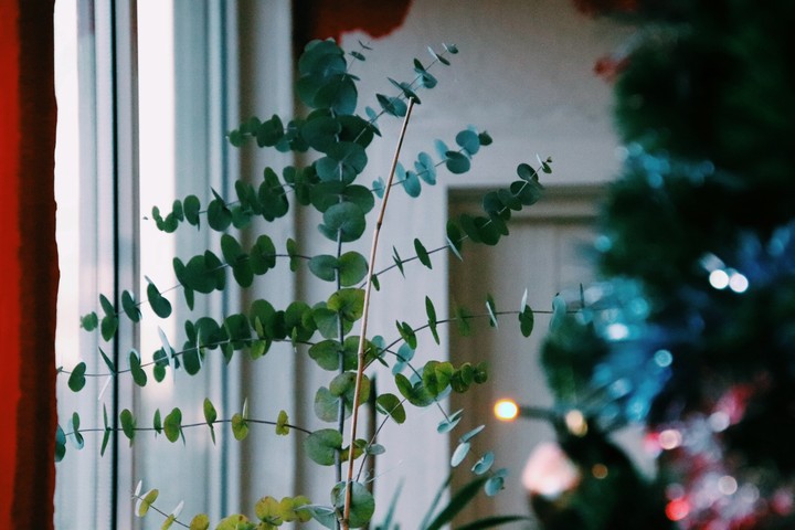 little tree