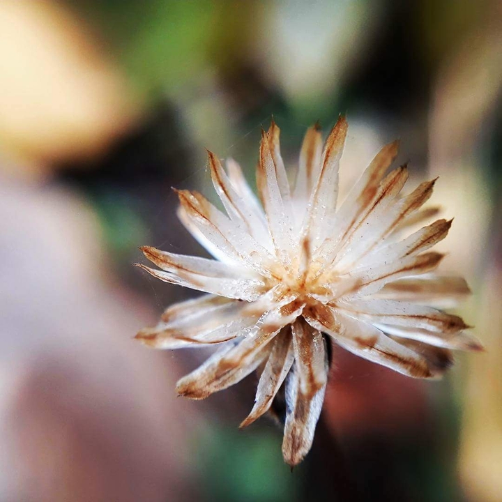 Macro Flower
