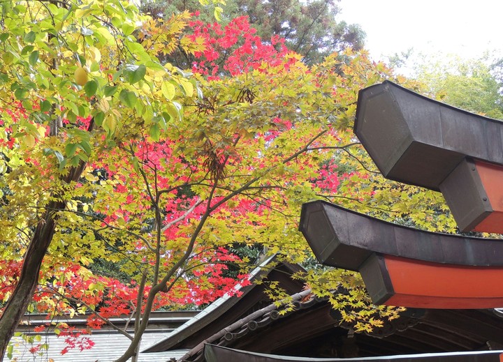 紅葉と神社の鳥居