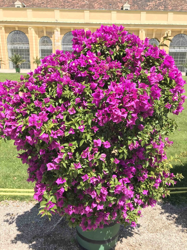 beautiful flowers