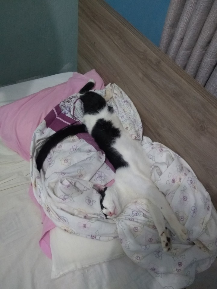 Bored cat