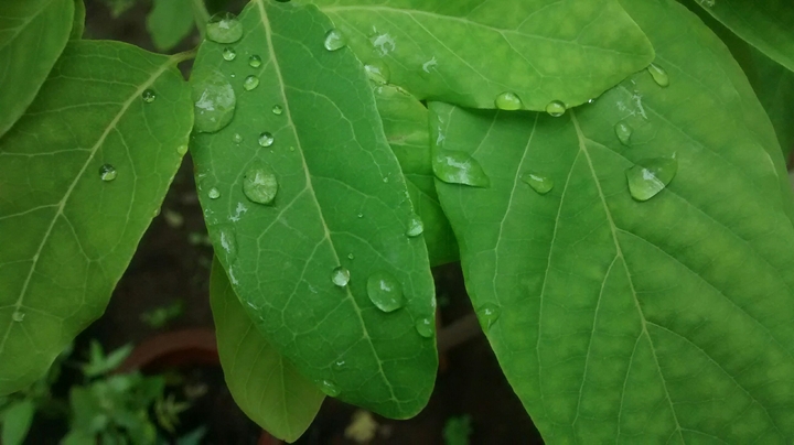 Leaf in rain.