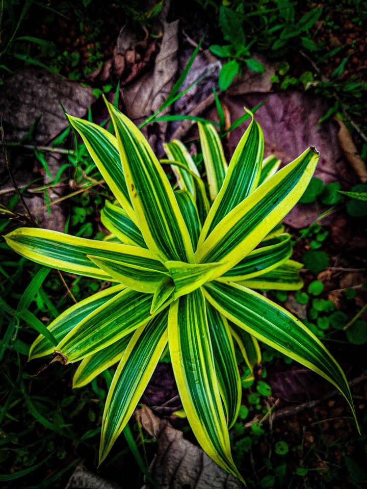 FLOWER
