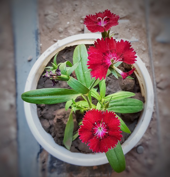 flowers