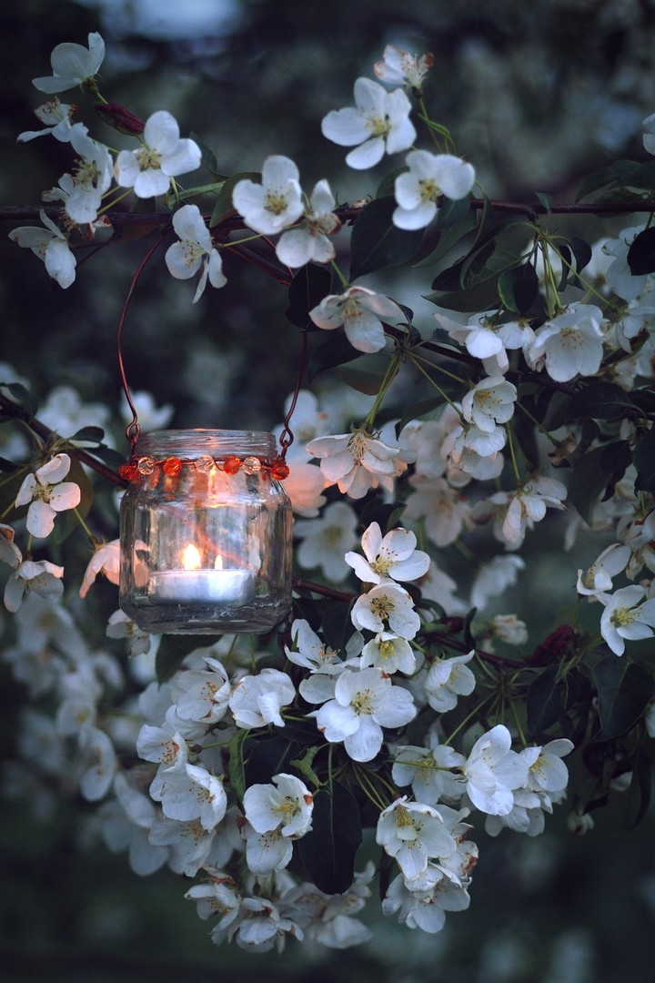 Dreams