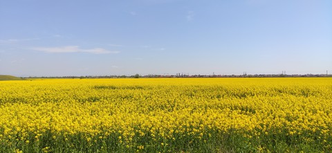 rapeseed field