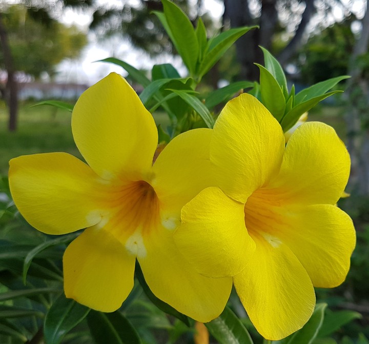 flower