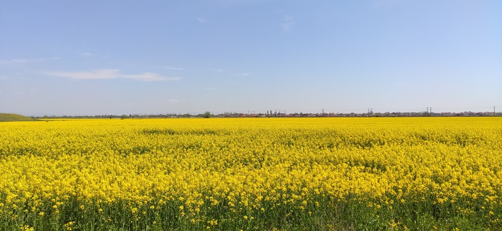 rapeseed field