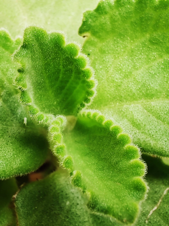 leaf