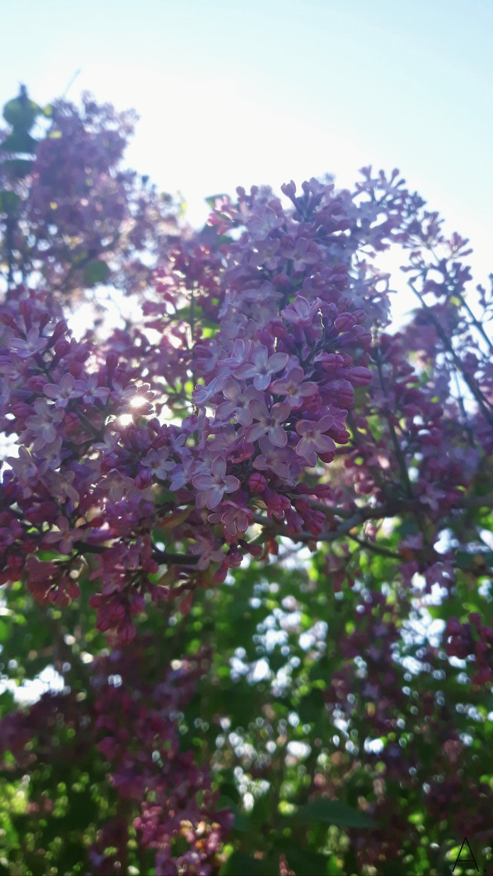 Lilac
