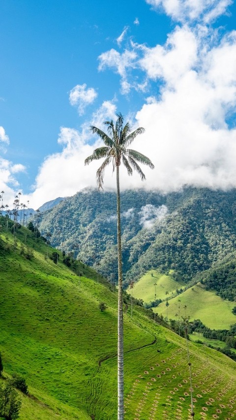 Nature