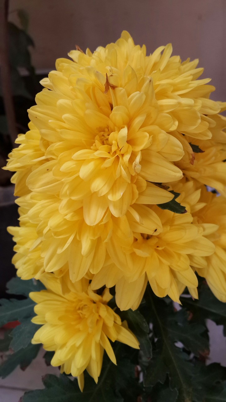 yellow amazing flowers