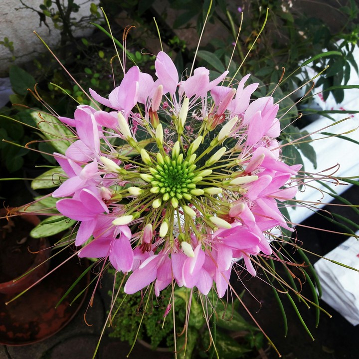 flower photography