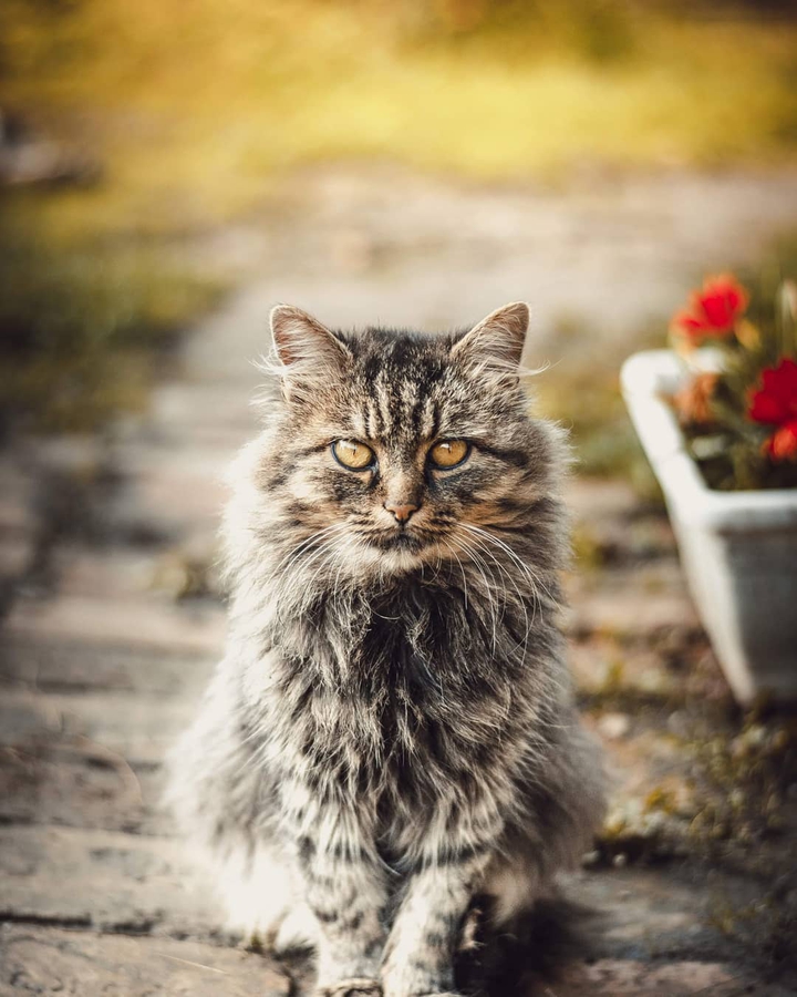 Cat