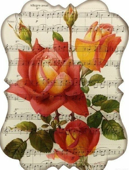 rose