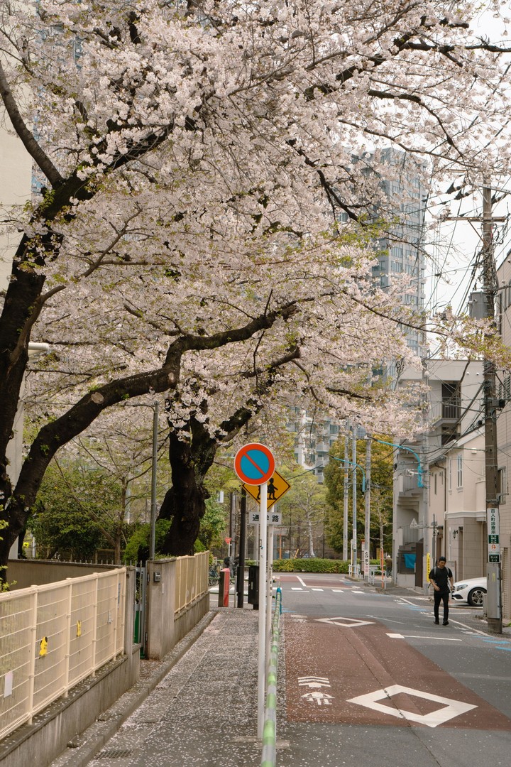 tapety spring, branch