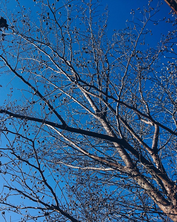 tree