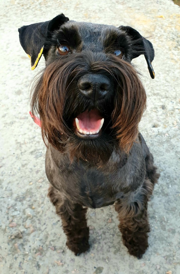 Happy miniature schnauzer