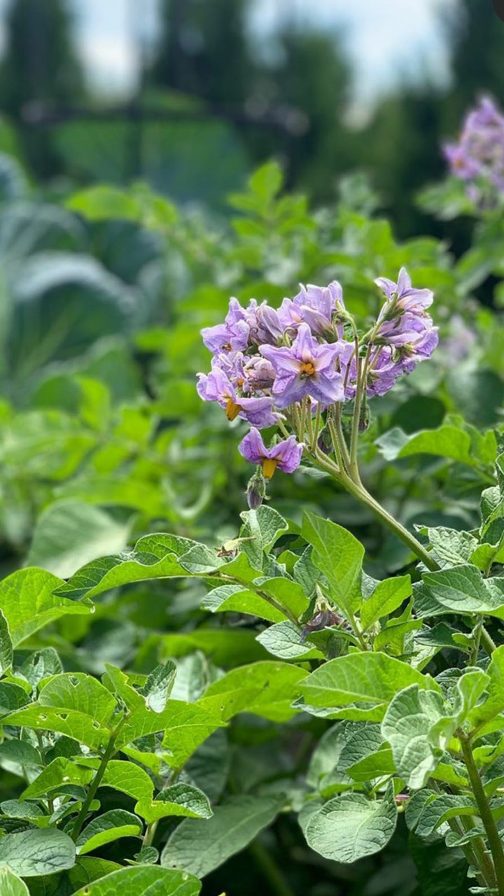 flowers...