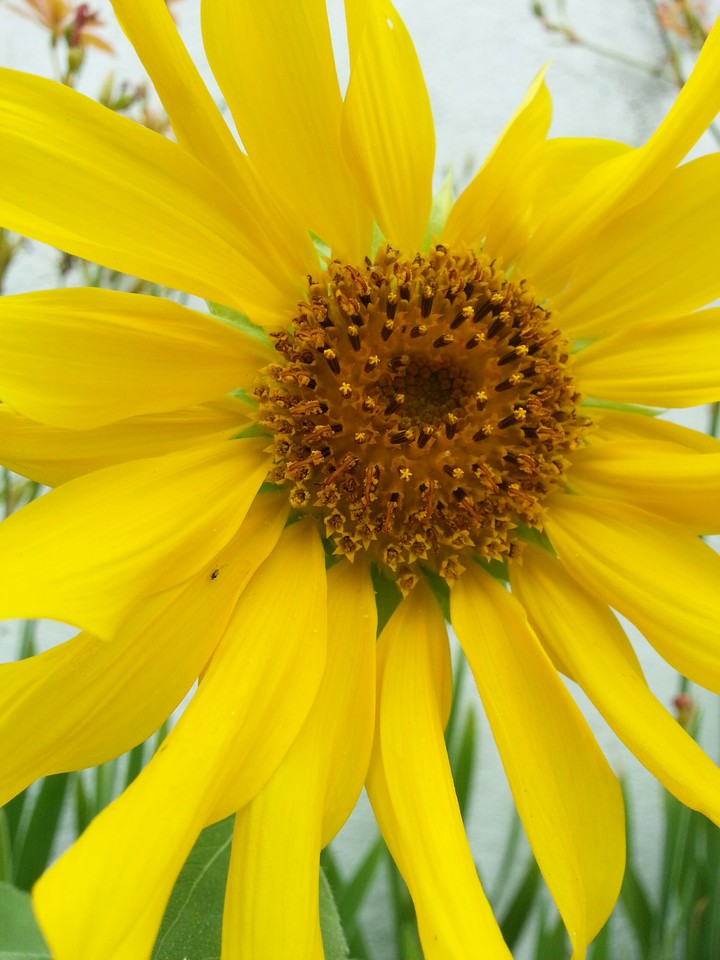 flower