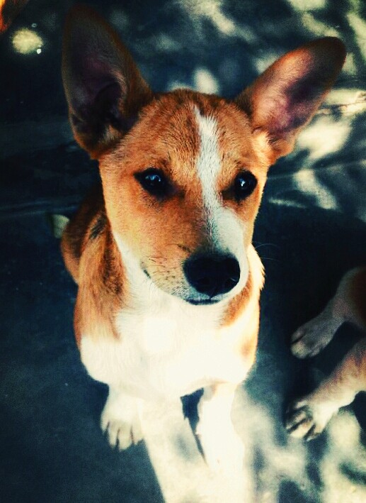 Faithful buddy... ☺