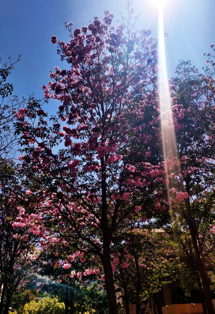 Spring Blossoms