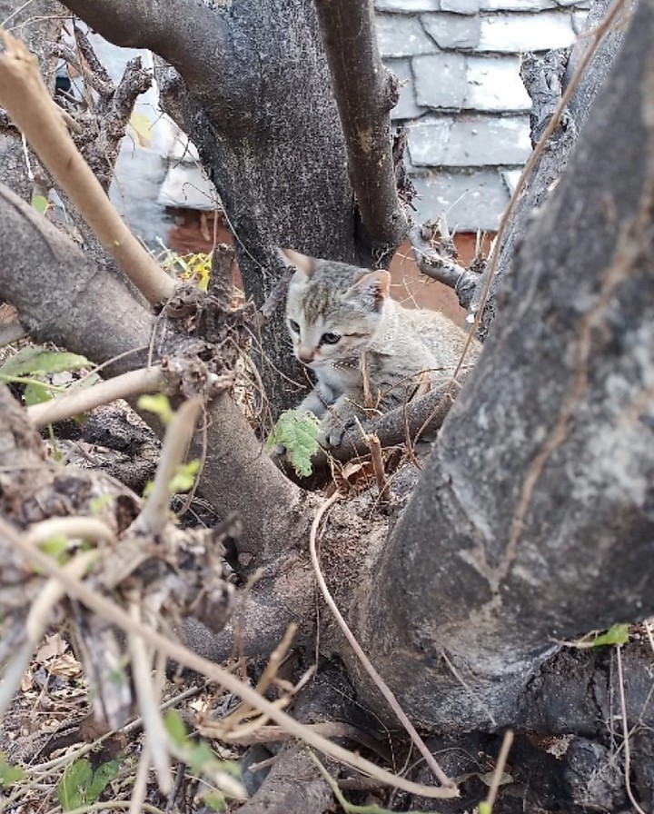 Kitten ? in the woods