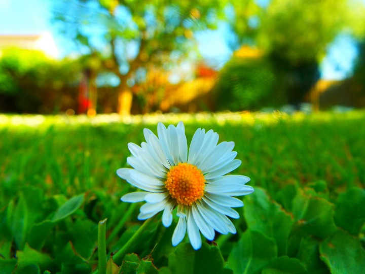 flower
