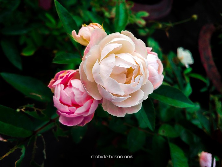 Rose