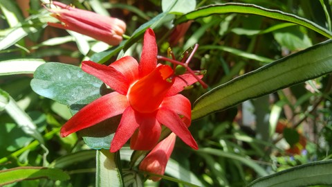 Red Flower