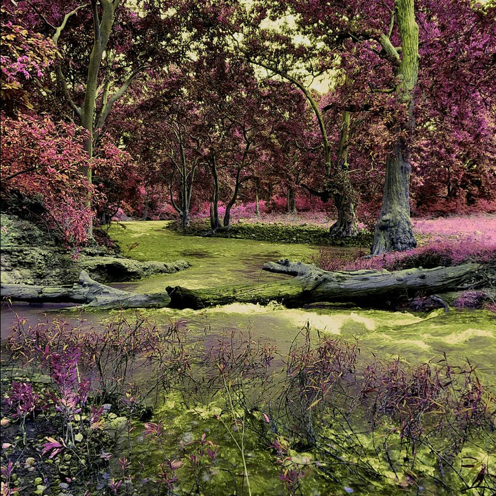forest river.