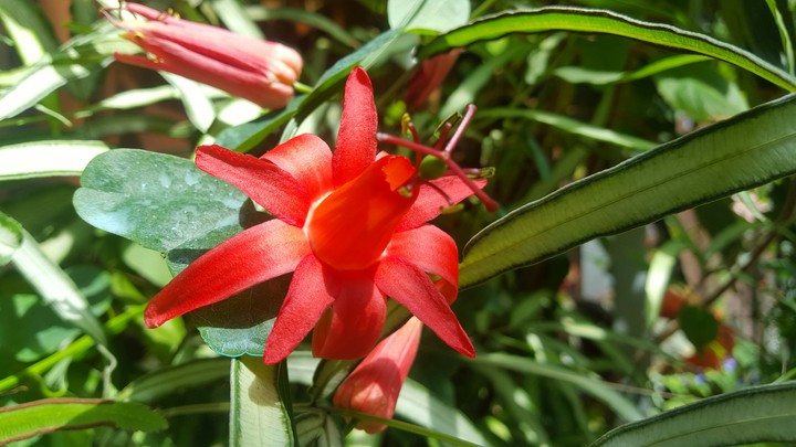 Red Flower