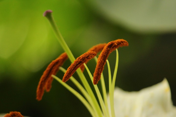 buds