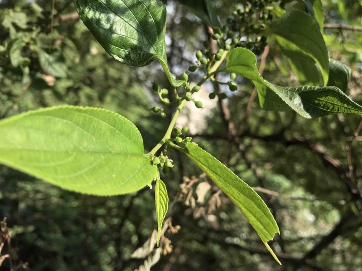 leaves