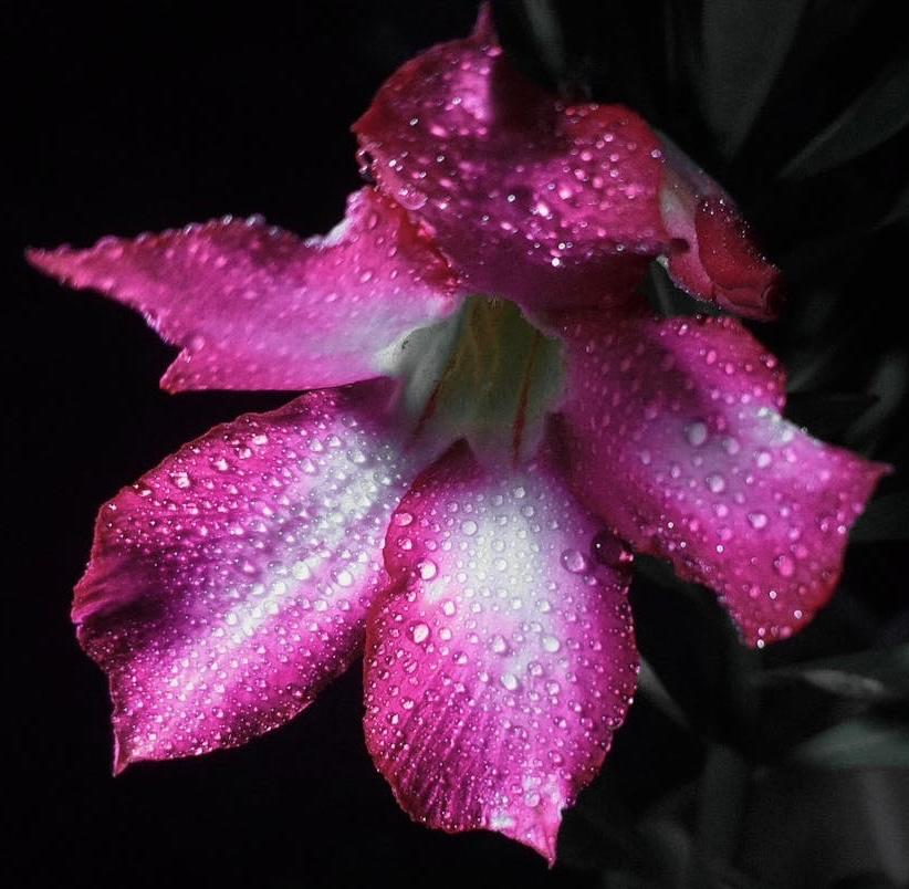 sfondi Close-up, plant