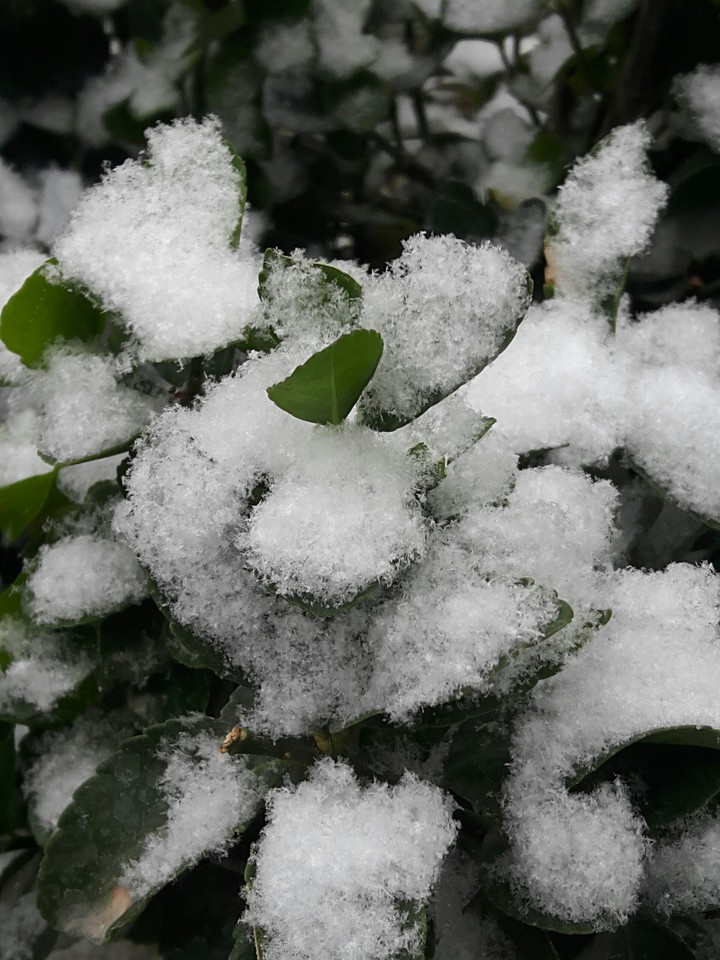 iran tehran snow