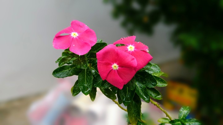 Một loài hoa dân dã