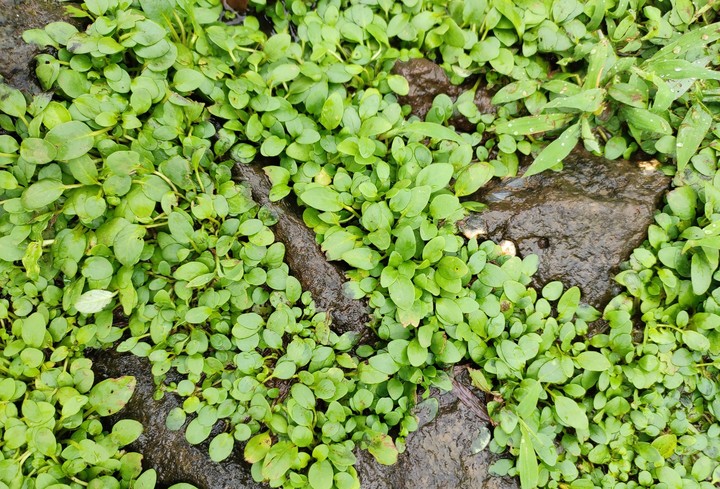 leaves