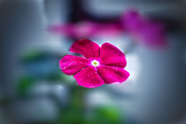 periwinkle